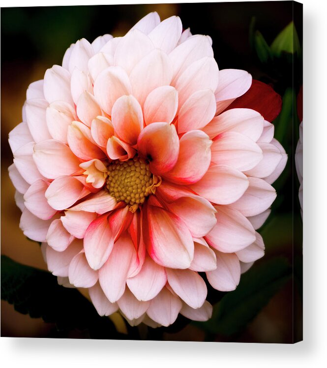 Outdoors Acrylic Print featuring the photograph Pink dahlia by Silvia Marcoschamer