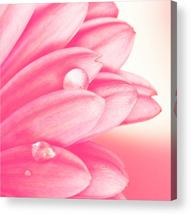 Floral Acrylic Print featuring the photograph Pink Petals by Tanya C Smith