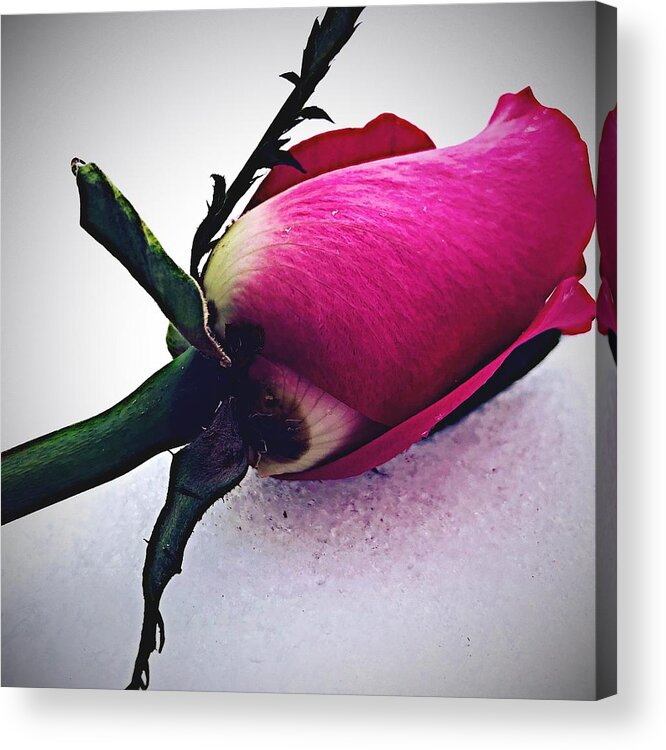 Pink Cy Acrylic Print featuring the photograph Pink Rose on Snow by Jori Reijonen