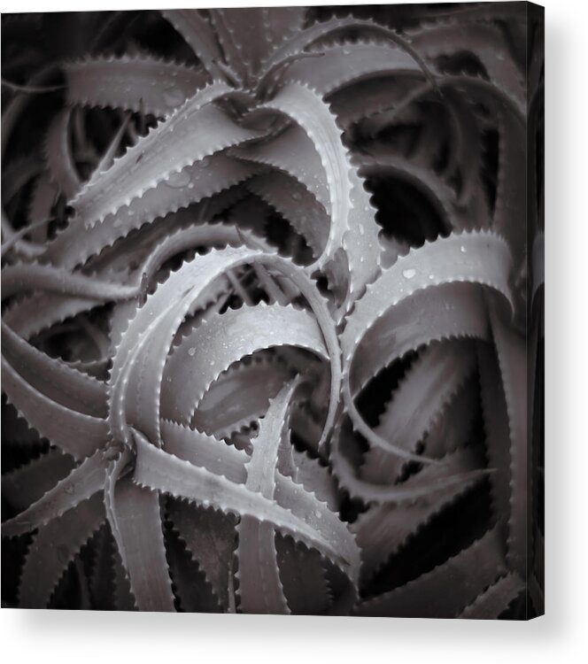 Fuerteventura Acrylic Print featuring the photograph Plant Abstract, Fuerteventura by Carsten Ranke Photography