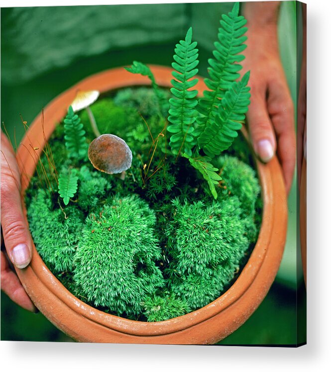 People Acrylic Print featuring the photograph Potted Moss by Richard Felber