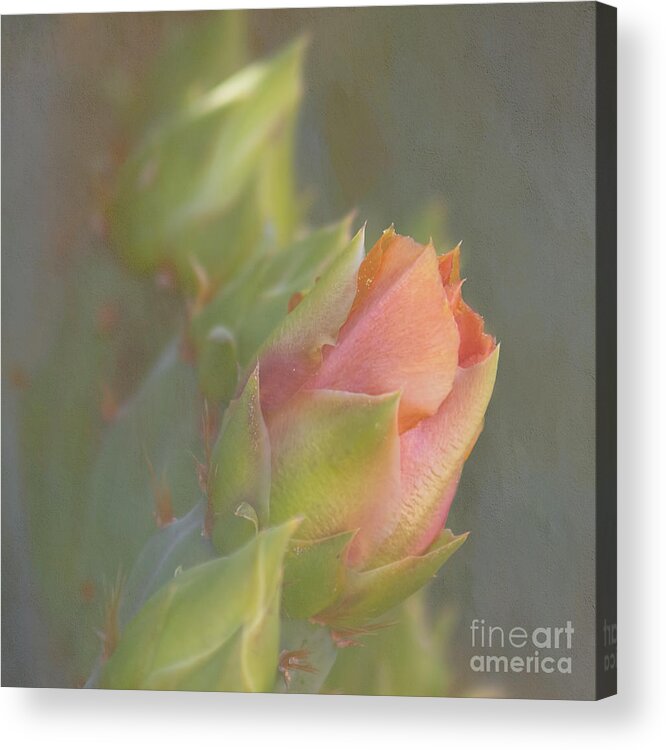 Paddle Cactus Lfower Acrylic Print featuring the photograph Pretty Cactus Buds Square by Elisabeth Lucas