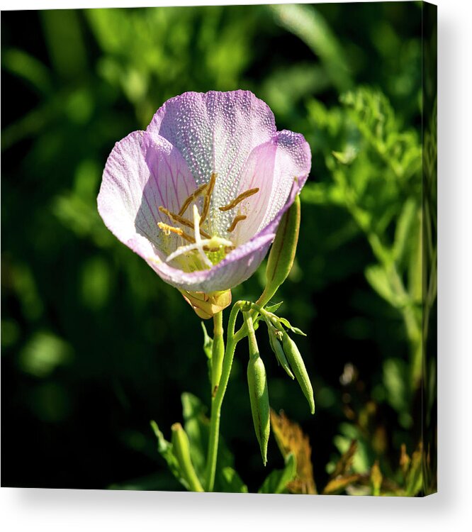 Pink Acrylic Print featuring the photograph Primrose Dew by David Morefield