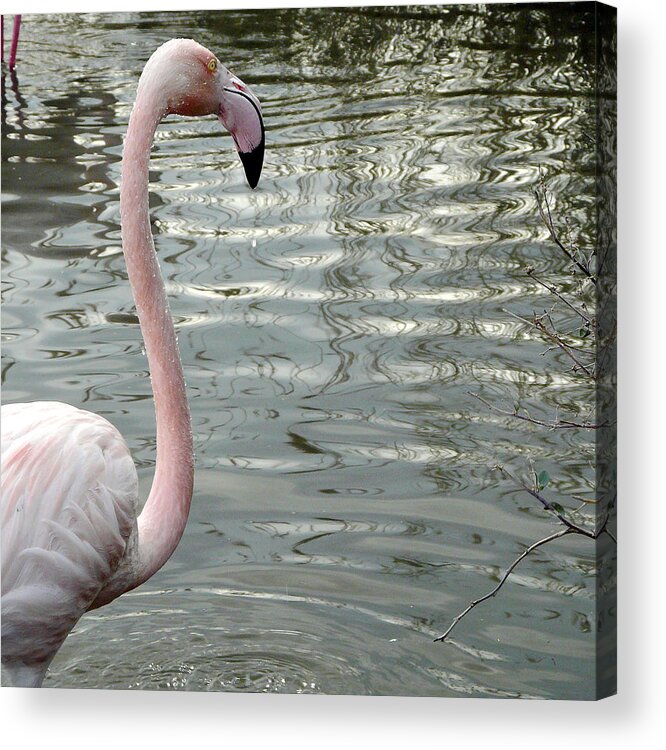 Bird Watching Acrylic Print featuring the photograph Profile Of Phoenicopterus Flamingo by Véronique Delaux Photography & Creating