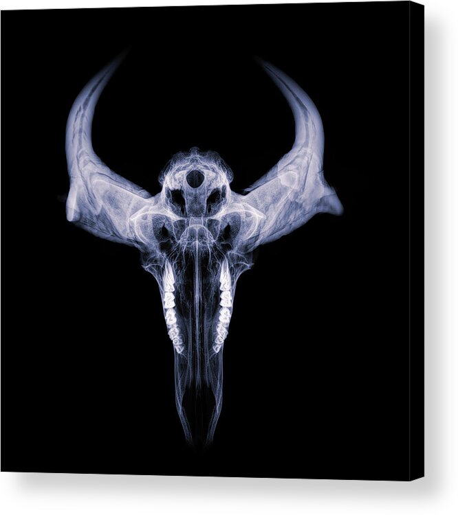 Kansas Acrylic Print featuring the photograph Pronghorn x-ray 01 by Rob Graham