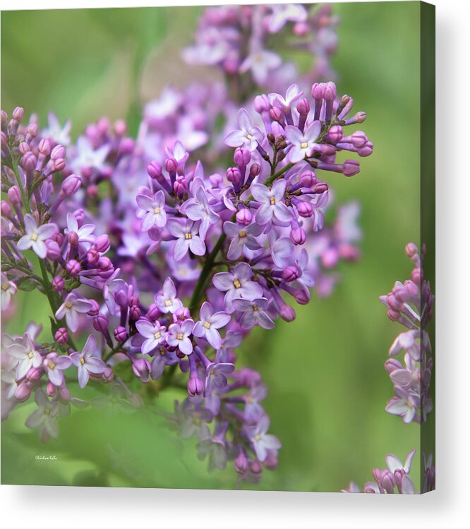 Lilacs Acrylic Print featuring the photograph Purple Lilac Flowers by Christina Rollo