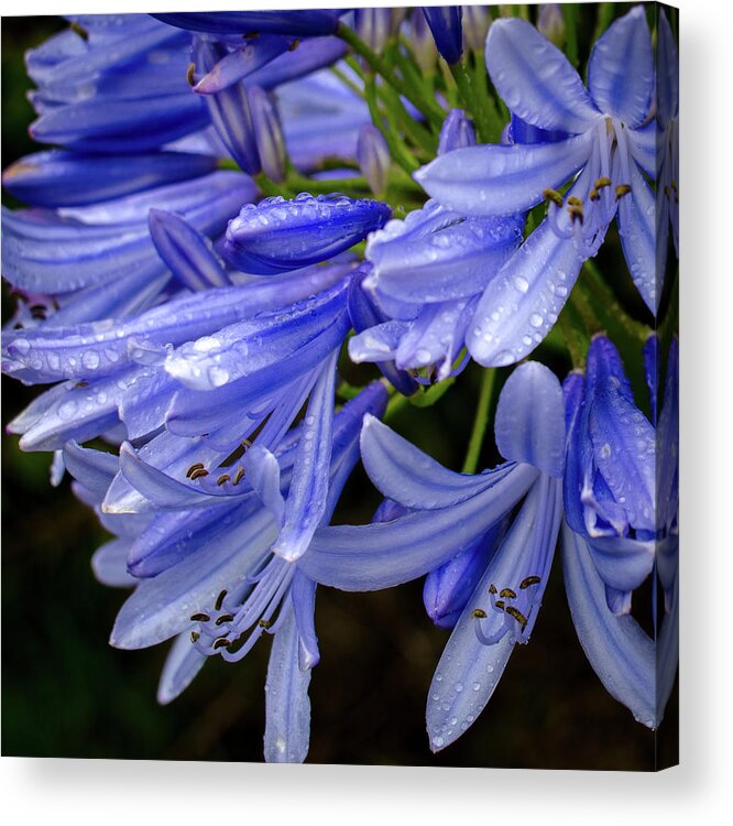 Alii Kula Lavender Farm Acrylic Print featuring the photograph Rain Drops on Blue Flower II by Jeff Phillippi