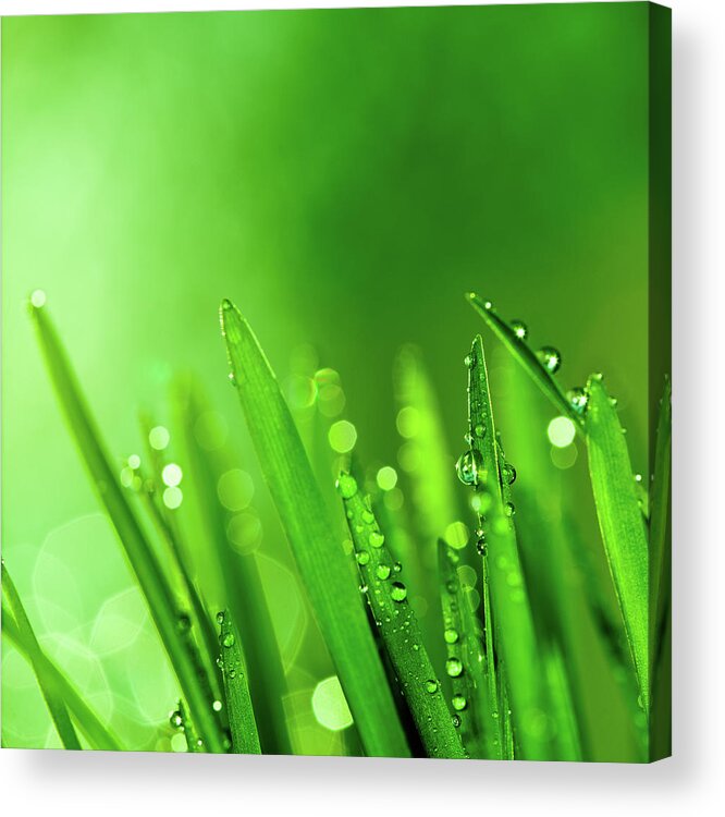 Grass Acrylic Print featuring the photograph Raindrops On Blades Of Grass by Pawel.gaul