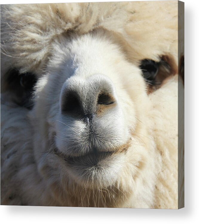 Alpaca Acrylic Print featuring the photograph Ready For My Close Up by Bari Rhys