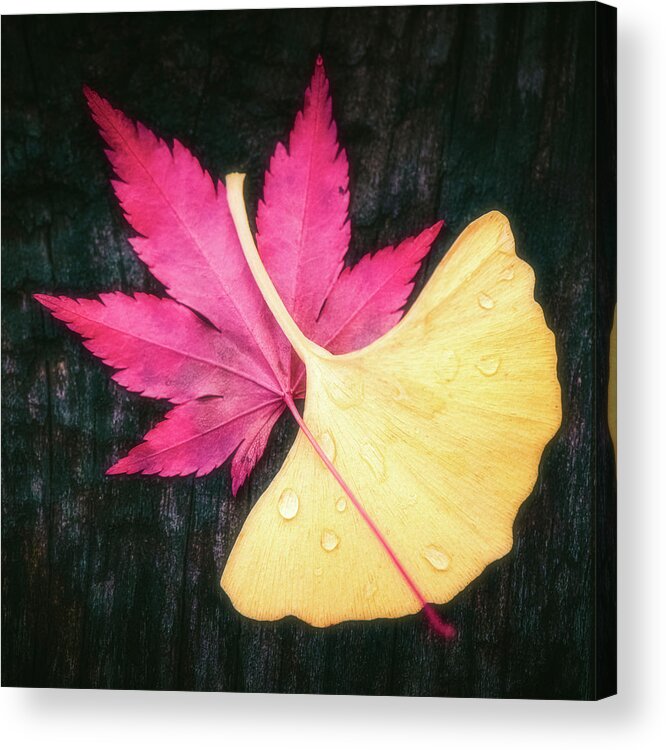 Autumn Acrylic Print featuring the photograph Red and Yellow by Philippe Sainte-Laudy