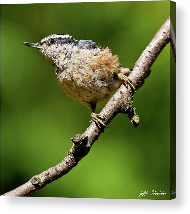 Animal Acrylic Print featuring the photograph Red Breasted Nuthatch by Jeff Goulden