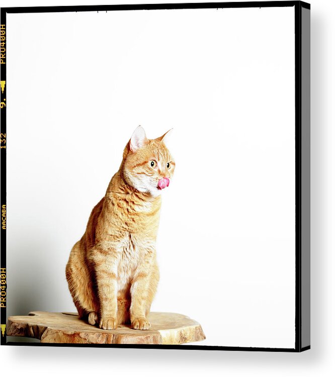 Pets Acrylic Print featuring the photograph Red Tomcat Sitting On Wooden Table by Marceltb