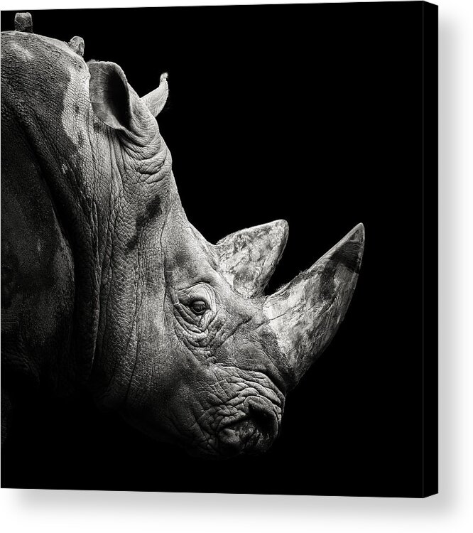 #faatoppicks Acrylic Print featuring the photograph Rhino by Christian Meermann