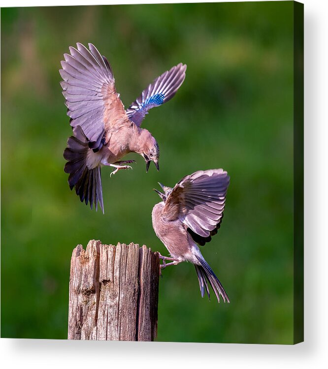 Jay Acrylic Print featuring the photograph Rivalry by Chris Latham