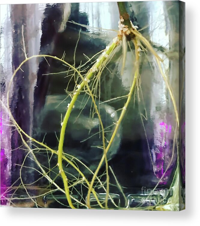 Roots Acrylic Print featuring the photograph Root Porn by HD Connelly