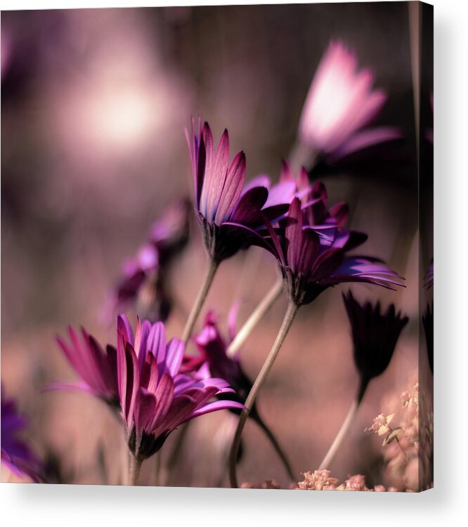 Purple Acrylic Print featuring the photograph Rough Winds Shaking Some Purple Gerberas by (c) Harold Lloyd