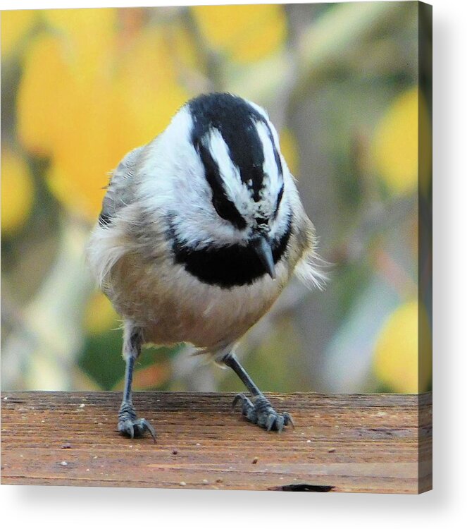 Birds Acrylic Print featuring the photograph Ruffled Feathers by Karen Stansberry