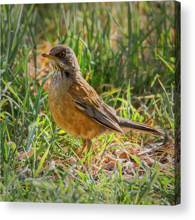 Rufous-backed Robin Acrylic Print featuring the photograph Rufous-backed Robin by Jurgen Lorenzen