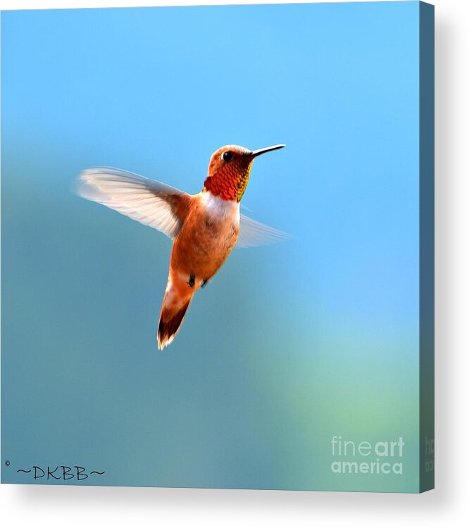Hummingbird Acrylic Print featuring the photograph Rufous in Flight by Dorrene BrownButterfield