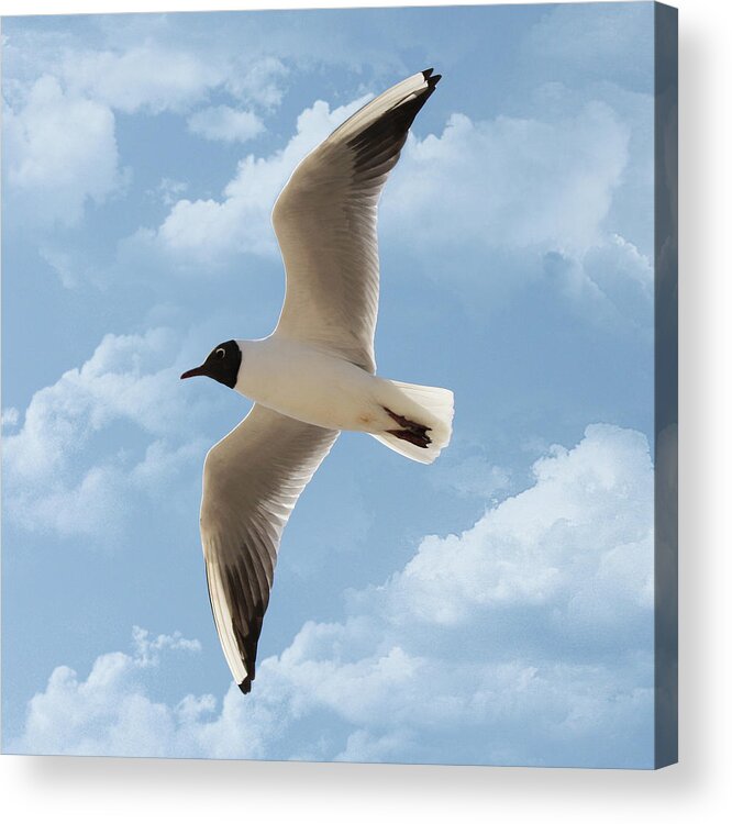 Animal Themes Acrylic Print featuring the photograph Seagull Flies Alone Under Blue Sky And by Margarete Nazarczuk