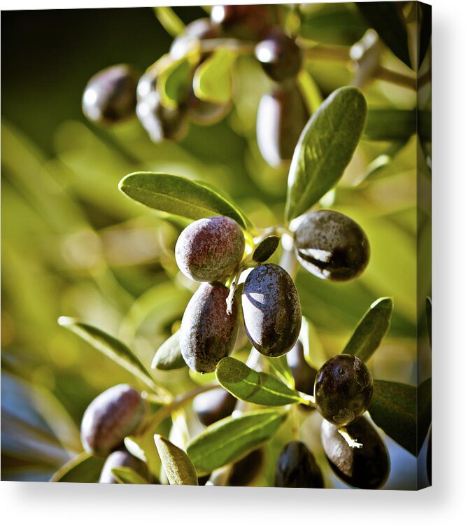 Hanging Acrylic Print featuring the photograph Selective Focus On Tuscan Olives, Italy by Giorgiomagini