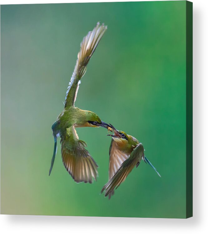Insect Acrylic Print featuring the photograph Share For Food by Gunarto Song