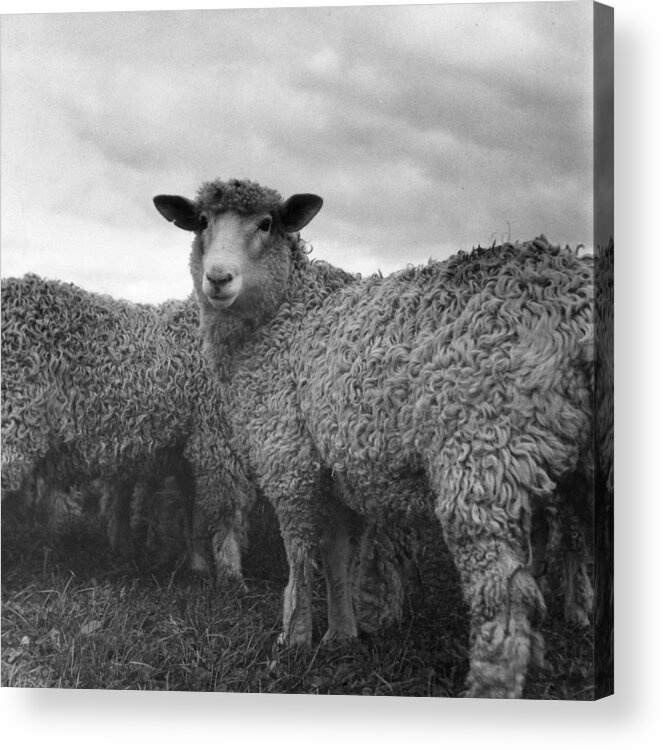 1950-1959 Acrylic Print featuring the photograph Sheep by W. J. Stirling