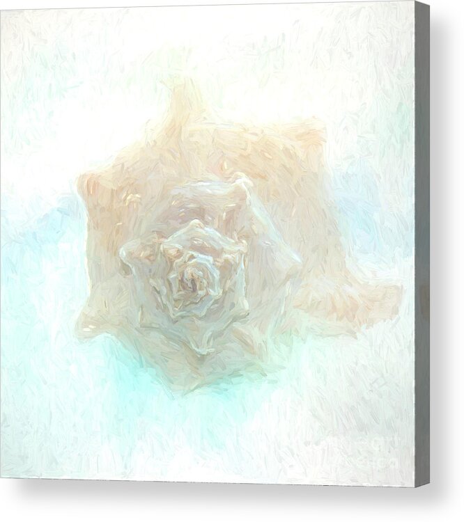 Shell Acrylic Print featuring the photograph Shell-painterly by Pam Holdsworth