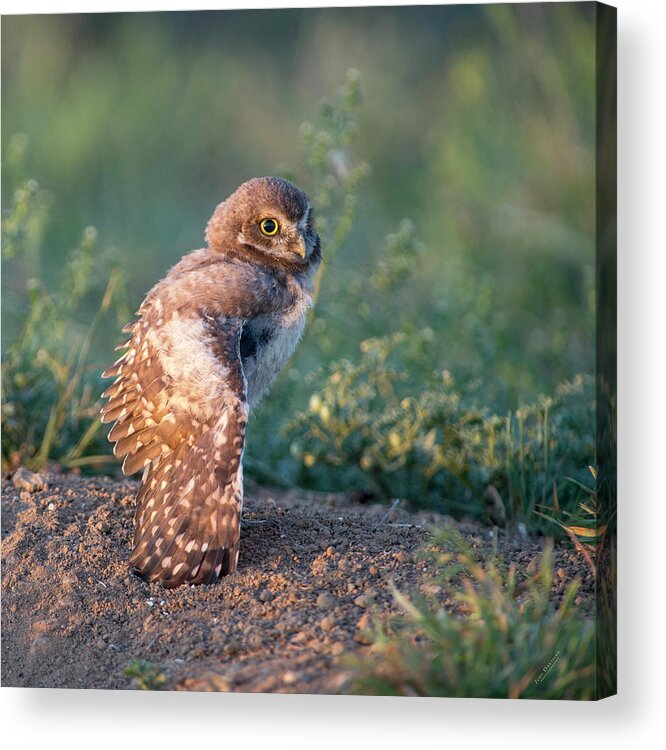 Burrowing Owls Acrylic Print featuring the photograph Shy young burrowing owl by Judi Dressler