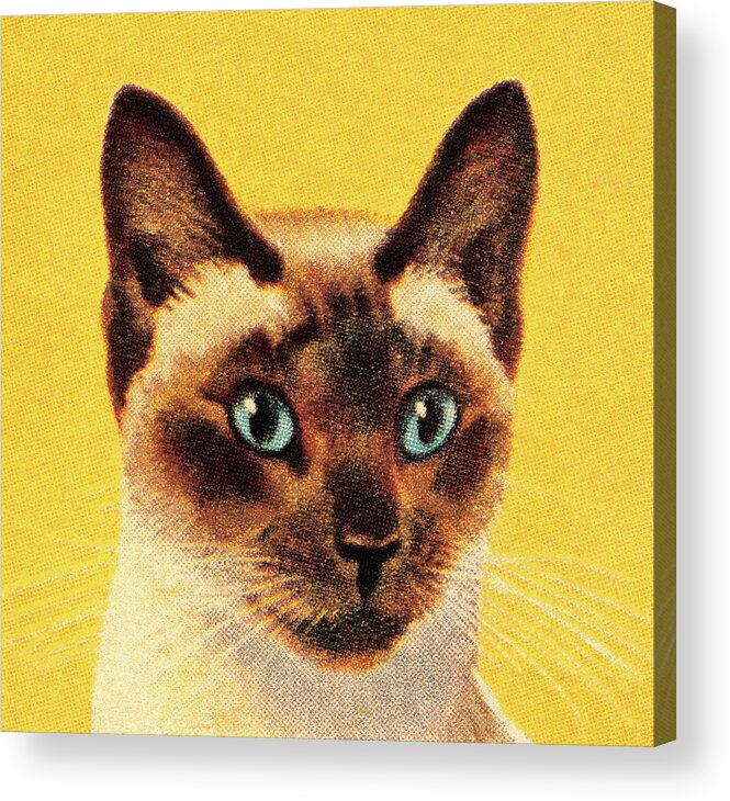 Animal Acrylic Print featuring the drawing Siamese Cat by CSA Images