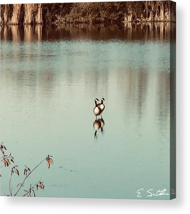 Siamese Twins Acrylic Print featuring the photograph Siamese Twins by Edward Smith
