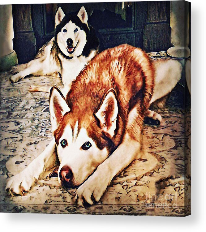 Siberian Acrylic Print featuring the photograph Siberian Huskies at Rest A22119 by Mas Art Studio