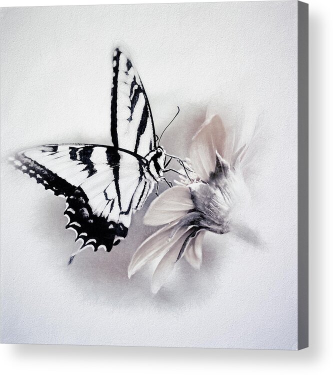 Nature Acrylic Print featuring the photograph Simplicity Series 2 by Darlene Kwiatkowski