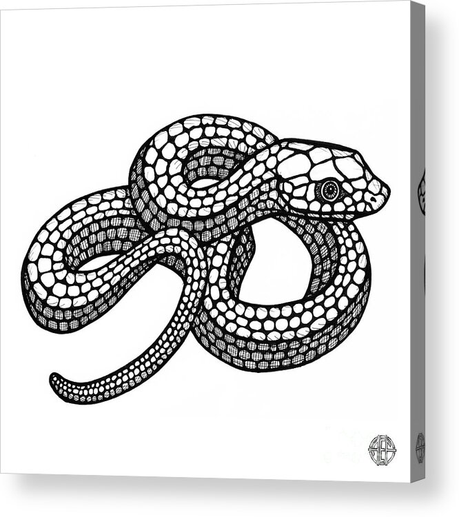Snake Acrylic Print featuring the drawing Smooth Green Snake by Amy E Fraser