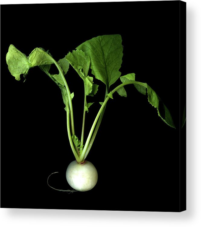 Black Background Acrylic Print featuring the photograph Snow Belle Radish by Photograph By Magda Indigo