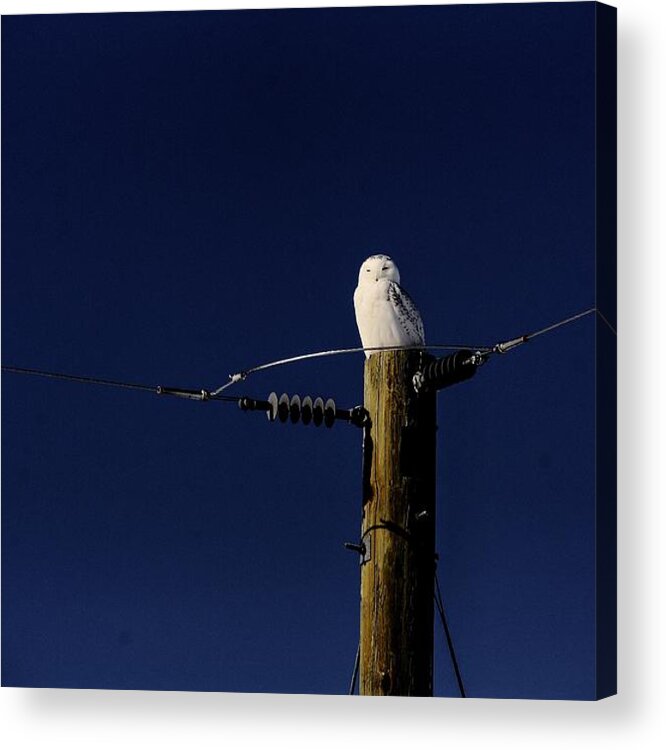 Snowy Owl Dive Snowy Owl Owl Winter Blue Sky Telephone Pole Owl Acrylic Print featuring the photograph Snowy Owl by David Matthews