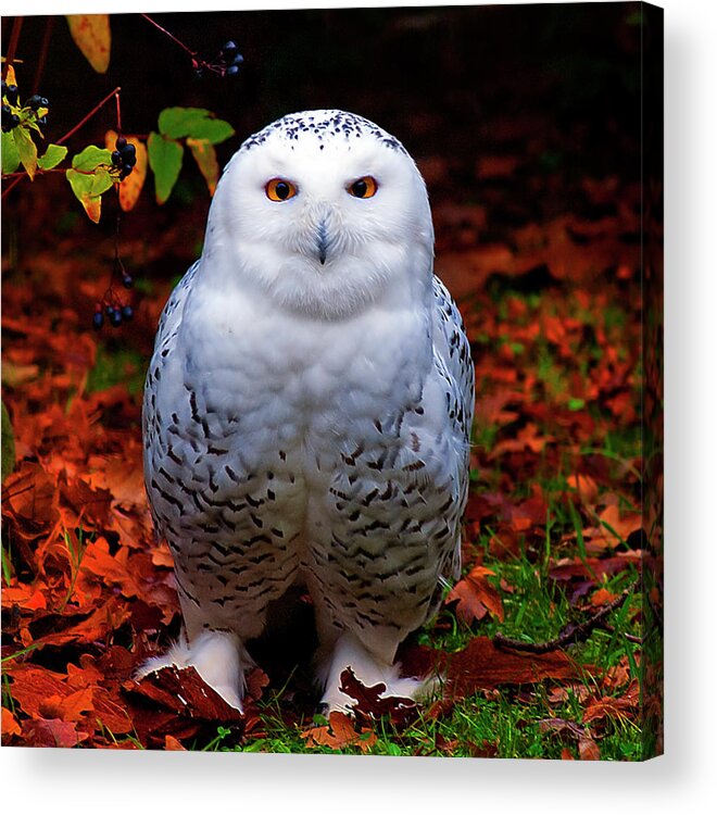 Animal Themes Acrylic Print featuring the photograph Snowy Owl by Photo By Steve Wilson