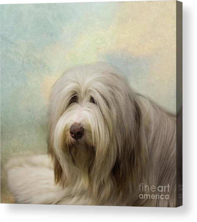Irish Soft-coated Wheaten Terrier Acrylic Print featuring the photograph Soft by Eva Lechner