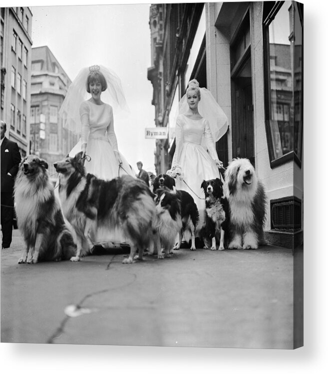 Wedding Dress Acrylic Print featuring the photograph Soho Sheep Dogs by Ronald Dumont