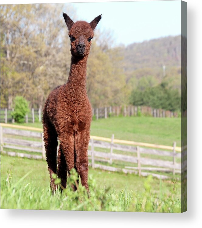 Alpaca Acrylic Print featuring the photograph Spring Cria by Bari Rhys