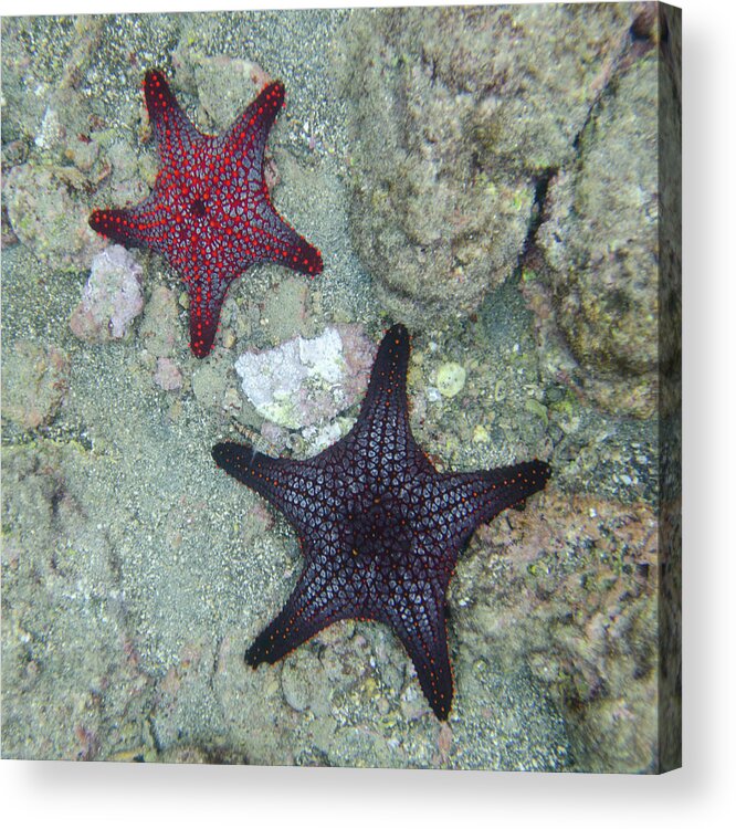 Underwater Acrylic Print featuring the photograph Starfish Underwater by Keith Levit / Design Pics