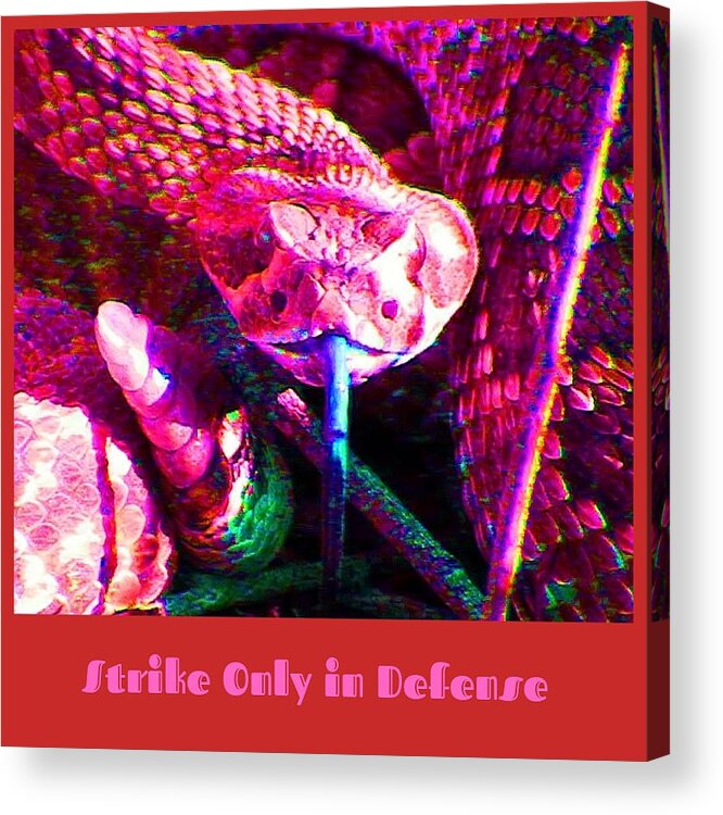 Snake Acrylic Print featuring the photograph Strike Only in Defense by Judy Kennedy