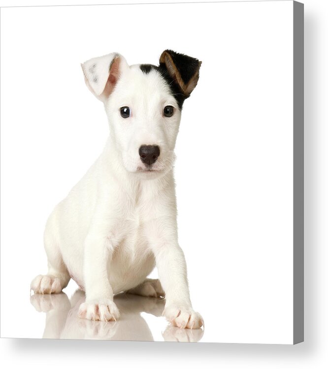 Pets Acrylic Print featuring the photograph Studio Portrait Of Jack Russell Terrier by Jupiterimages