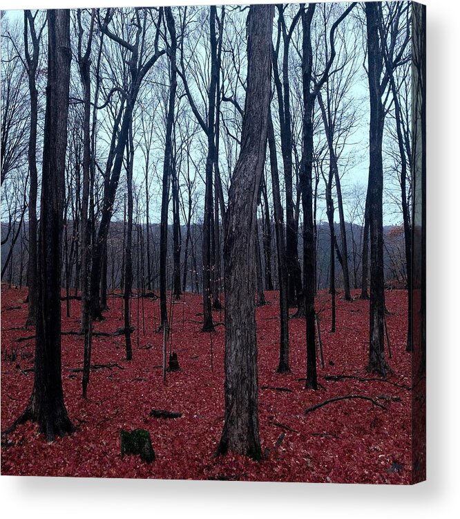 Woods Acrylic Print featuring the photograph Sunday Morning by Emma Jane Buresh