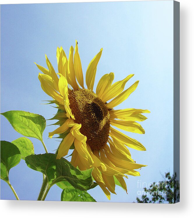 Sunflower Acrylic Print featuring the photograph Sunflower 48 by Amy E Fraser