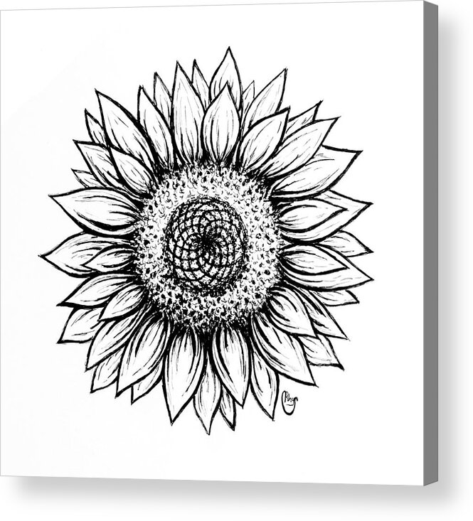 Pen And Ink Acrylic Print featuring the drawing Sunflower by Bari Rhys