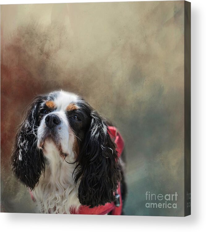 Suzy Acrylic Print featuring the photograph Suzy by Eva Lechner