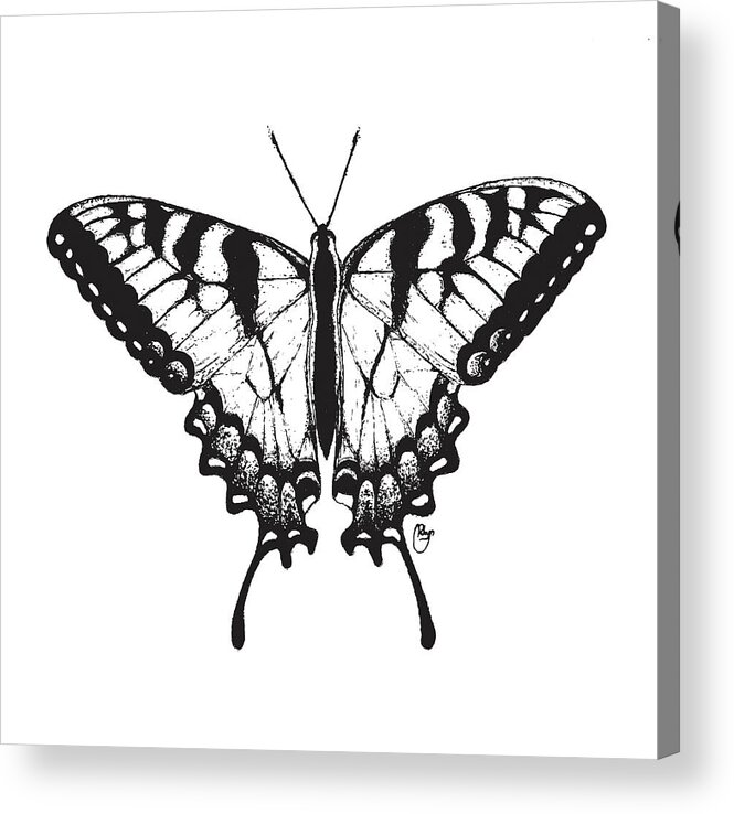 Pen And Ink Acrylic Print featuring the drawing Swallowtail by Bari Rhys