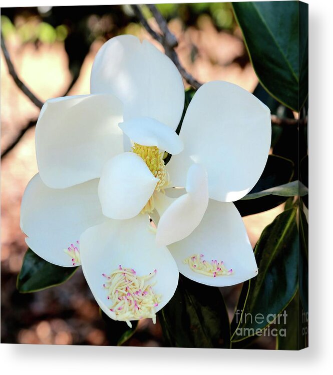 Magnolia Acrylic Print featuring the photograph Sweet Magnolia Square by Carol Groenen