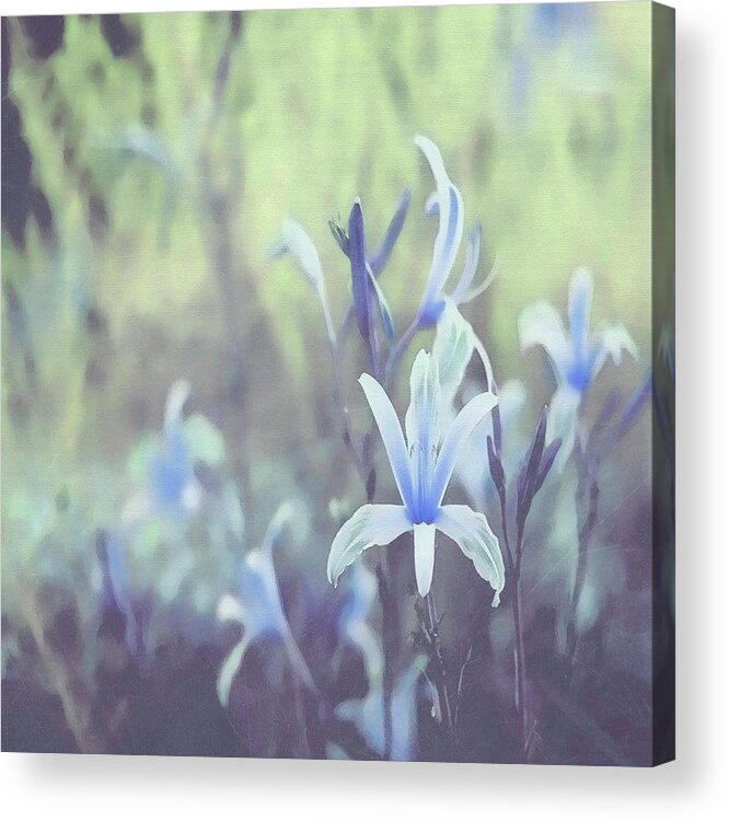 Petal Acrylic Print featuring the photograph Sweet Wednesdays by Angie Johnson